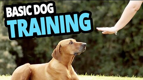 Basic Dog Training – TOP 10 Essential Commands Every Dog Should Know!