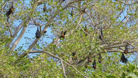 Brandon resident complains of a bat infestation, dead bats oustide apartments