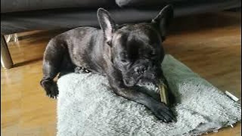 French Bulldog eating Dentastix 🥨