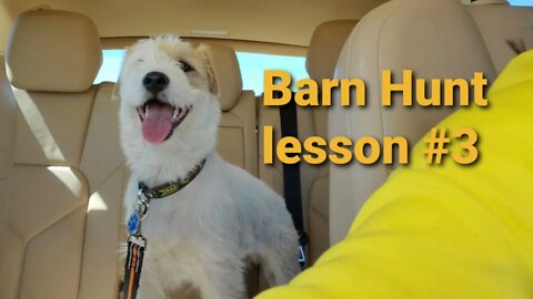 Ares Jack Russell Terrier Barn Hunt Lesson