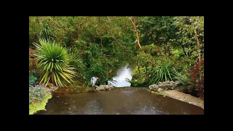 SOM DE CHUVA NA FLORESTA, com CANTO DOS PÁSSAROS para relaxar