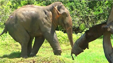 fearless woman #wildelephant #attack