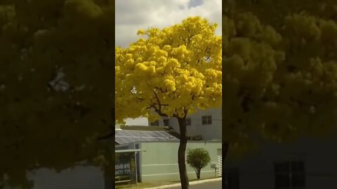 flor ipê amarelo ipe tour no jardim de ipe amarelo