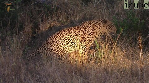 WILDlife: Leopards Trying To Mate