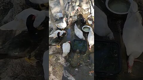 Good Morning New Muscovy girls #muscovyduck #ducks#muscovyducks #muscovy