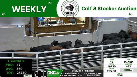 10/17/2023 - OKC West Calf and Stocker Auction