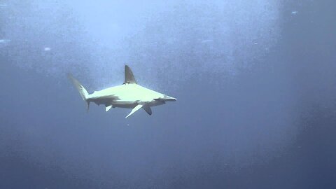 Hammerheads