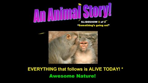 "An Animal Story" Musical Slideshow 3 of 4 "Something's going on"