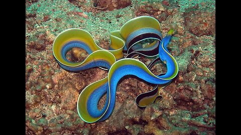 "Mesmerizing Ribbon Eel"