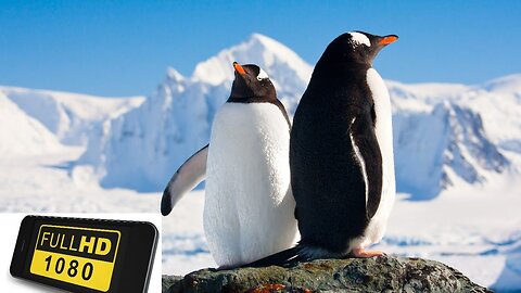 Penguin | very beautiful penguin scenery (Full HD) [No Copyright Videos] Free Videos Footage Stock