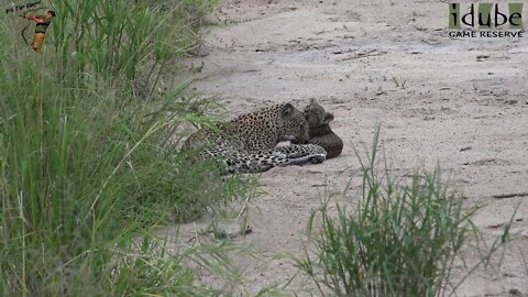 Hlab'nkunzi Female Leopard And Son: Sighting 3