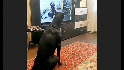 Dog Working Out With His Exercise Video