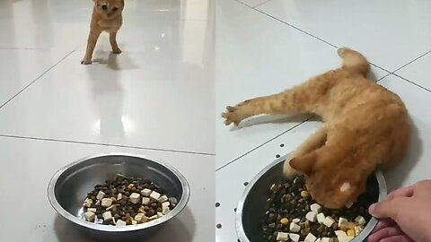 Cat has an invaluable reaction to seeing food