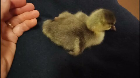 My First Gosling born, a female Pilgram 11th November 2021