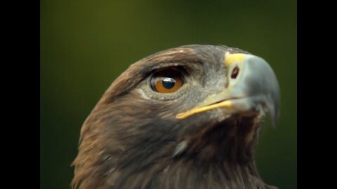 Amazing Slow Motion Video of Eagle - Know the Fact