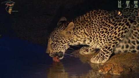 Scotia Female Leopard - Year 2, Independence - 7: Coming To Drink At Scotia Dam