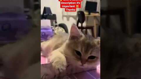 cute cat videos 😹 funny videos 😂1032😻#shorts #shortsfunny #cutecat #catvideos#catsfood #catscare