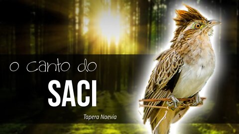 Canto do SACI [Tapera Naevia] - Saci Cantando - Peitica