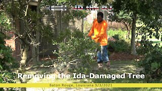 Removing the Ida-Damaged Tree