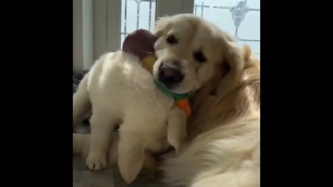 🐕Golden Retriever Gets Tired Of Playing With Her Puppy 🐾#shorts