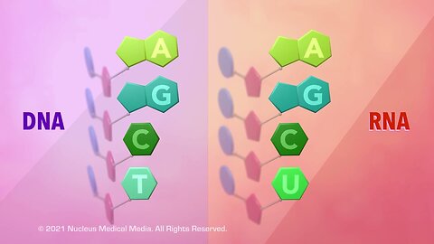 DNA and RNA -overview of DNA and RNA. | Biology