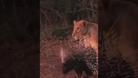 Do porcupines shoot their quills?🤔 #shorts #travel #safari