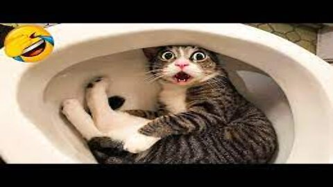 Funniest Animals 🤣😅 New Funny Cats and Dogs Videos 😸🐶 Part 1