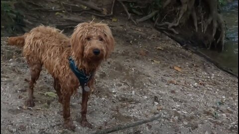 Relaxing Video of Dogs Playing in the Creek