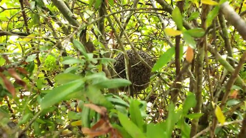 Amazing Hidden Beehive