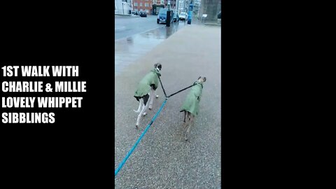 Anxious 1st Walk with Charlie & Millie, and Frieda is a Sniffer Dog - Benny Hill Style