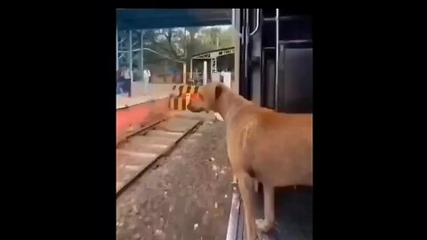 Dog leaving from Speed train india super dog.