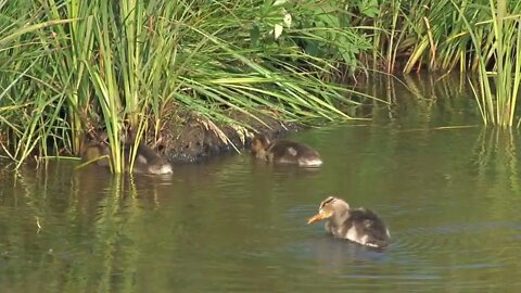 Cute Ducklings Near Riverbank