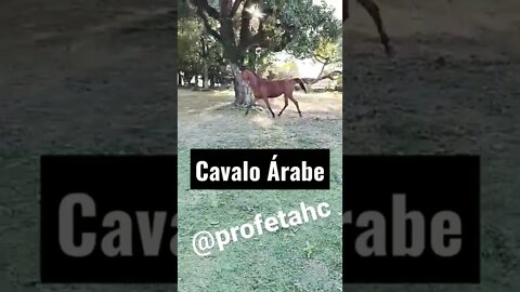 Estilo e Beleza Égua Árabe - Haras e Confinamento Profeta #shorts #aminals #bicho #cavalo #arabe