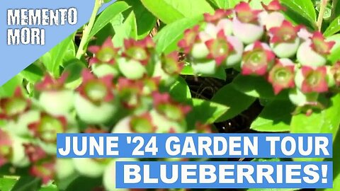 June 2024 Garden Tour: Unique Raised Beds, Blueberries! (Zone 4b)