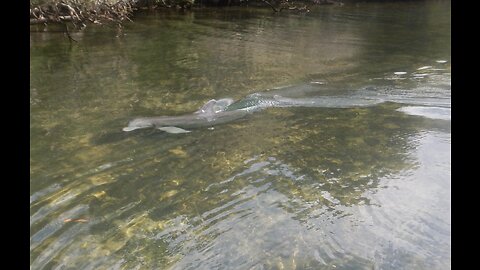 Dolphin Fun from a Paddleboard