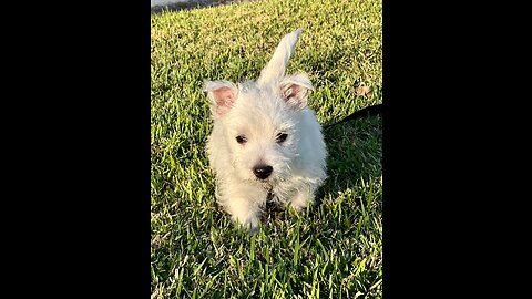 Westie Love: Flynn and Bella's training 3/3/23