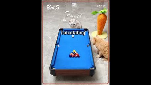 cat playing snooker club1. cat-snooker-club-fun 2. cats-playing-snooker 3. snooker-cats