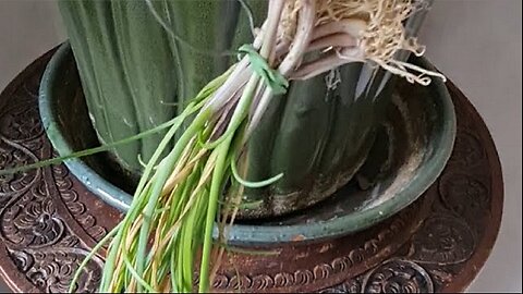 Drying Chives... 3rd attempt!