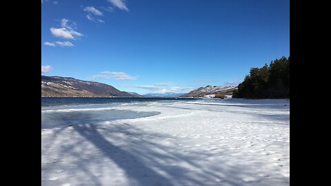 Bear Tracks on Ice