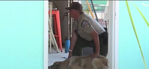 Seized Nye County dogs to stay in county’s custody