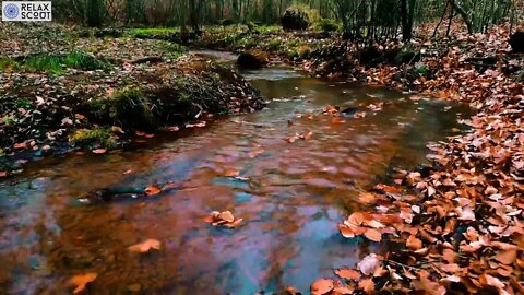 Autumn River Sounds | Relaxing White Noise from Nature | Relaxation and Sleep