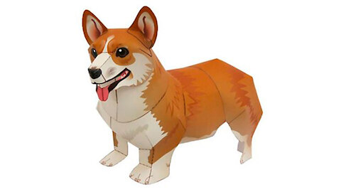 Welsh Corgi Pembroke Dog/Perro Pembroke Welsh Corgi/Cachorro welsh corgi pembroke