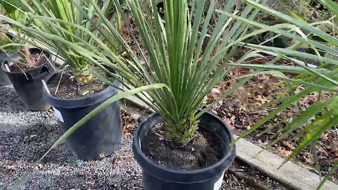 Beautiful Cordylines, Waggie palms and huge Nolinas.