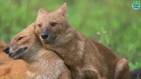 Dhole: Asias wild dog