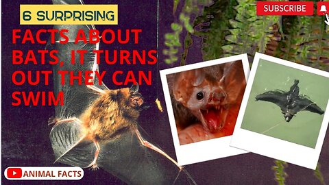 6 Surprising Facts About Bats, Turns Out They Can Swim!