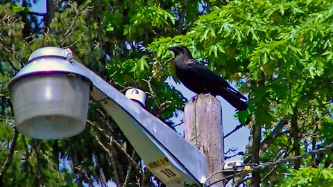 IECV NV #547 - 👀 American Black Crow On The Light Pole 🐦 5-12-2018