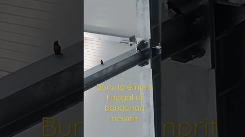 burung emprit tinggal di gedung mewah,#short