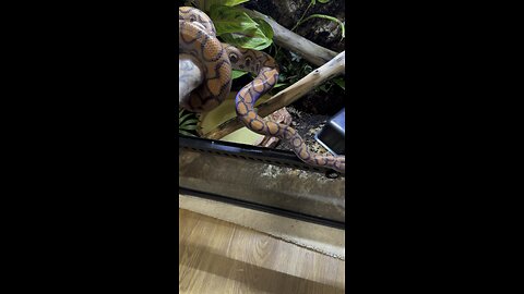 Brazilian rainbow boa going back home