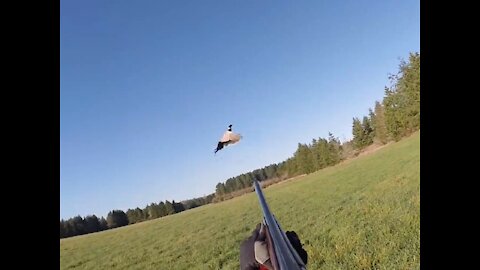 Zeus the GSP - Pheasant Hunting - On point 20ga