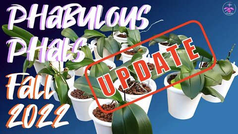 Phalaenopsis Fall Care Tips 🌱🌸 Complex Hybrid Orchids UPDATE Fall 2022 Progress Report| 🌱🌸